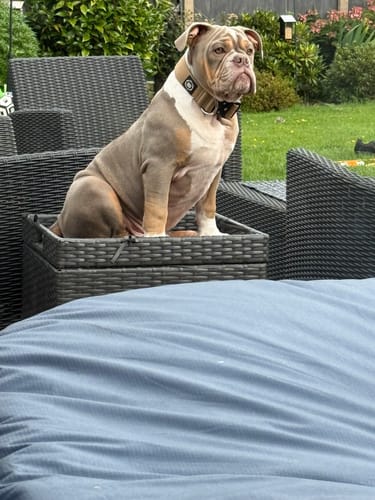 Shelley K. review of 4cm Combat® Collar | Rated Clip - NO HANDLE - Tan image 1 out of 2