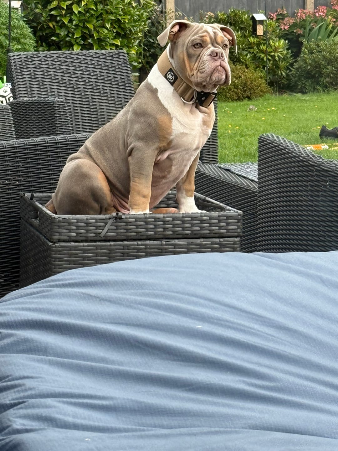 Customer photo review of 4cm Combat® Collar | Rated Clip - NO HANDLE - Tan
