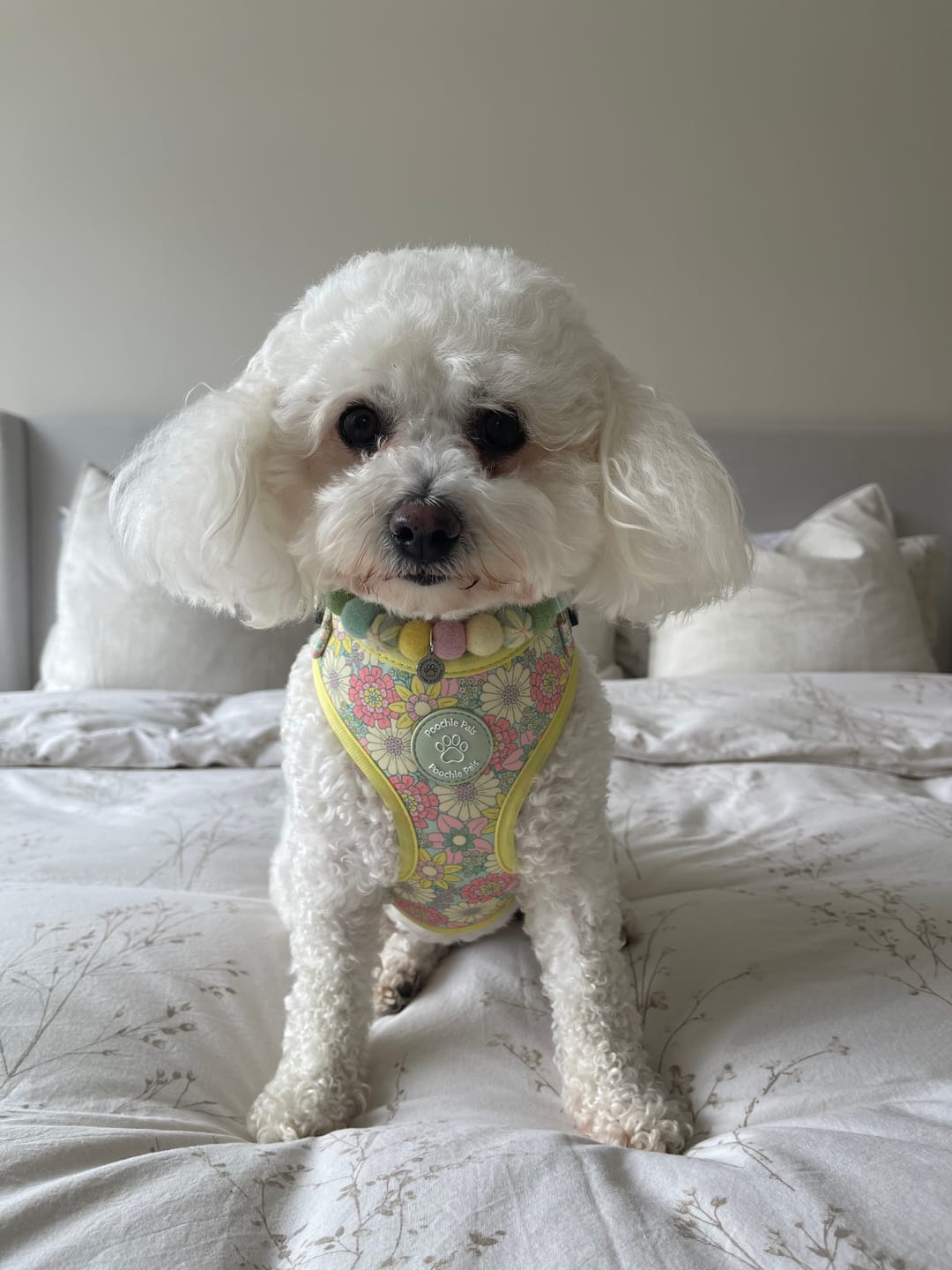 Customer photo review of Sunshine Meadow Flower Collar 1