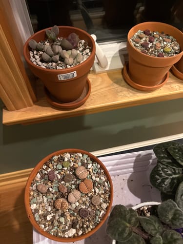 Customer photo review of Assorted Split Rocks