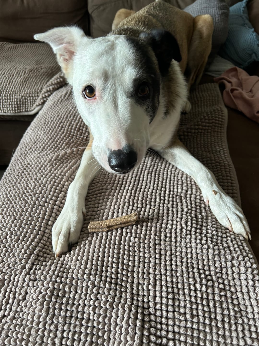 Customer photo review of Kräuter Dentals für Hunde zur Zahn- und Darmpflege (150g)