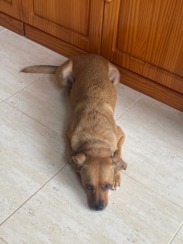 Customer photo review of Grain Free Adult Salmon