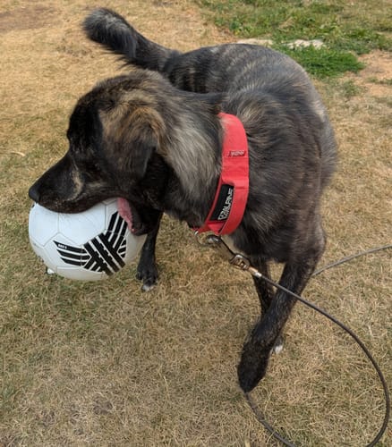 Customer photo review of 2" Tactik Dog Collar - Apple