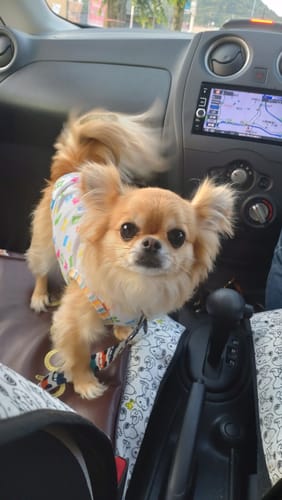 Customer photo review of FunFunPet 高機能ハーネス（お名前タグ作成サービス付き）