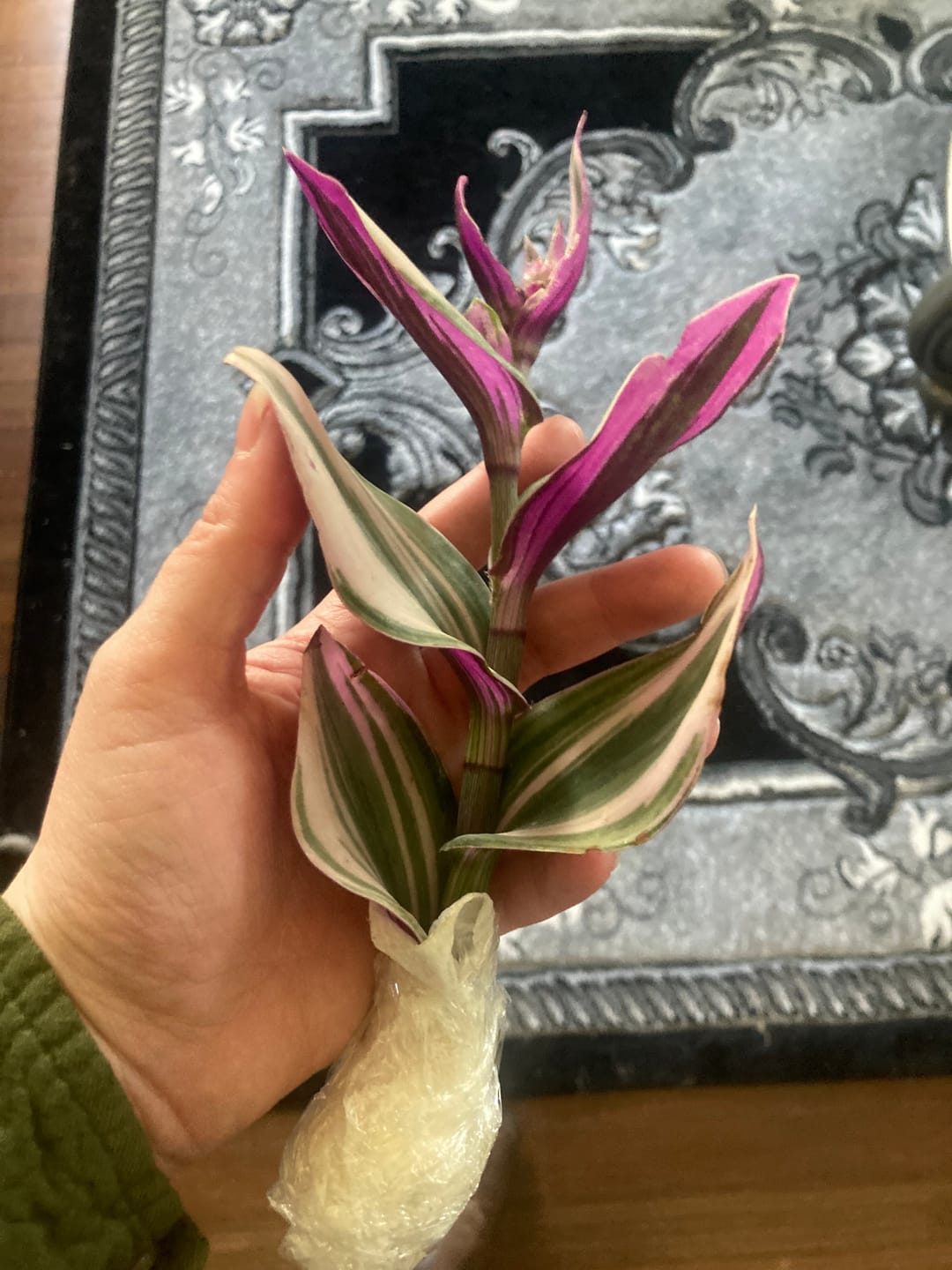 Customer photo review of Rare Pothos cuttings Mix- Marble Pothos, Heart Leaf Philodendron, Silver Pothos, Njoy, Cebu Blue, Neon, Tradescantia, Pick and Choose
