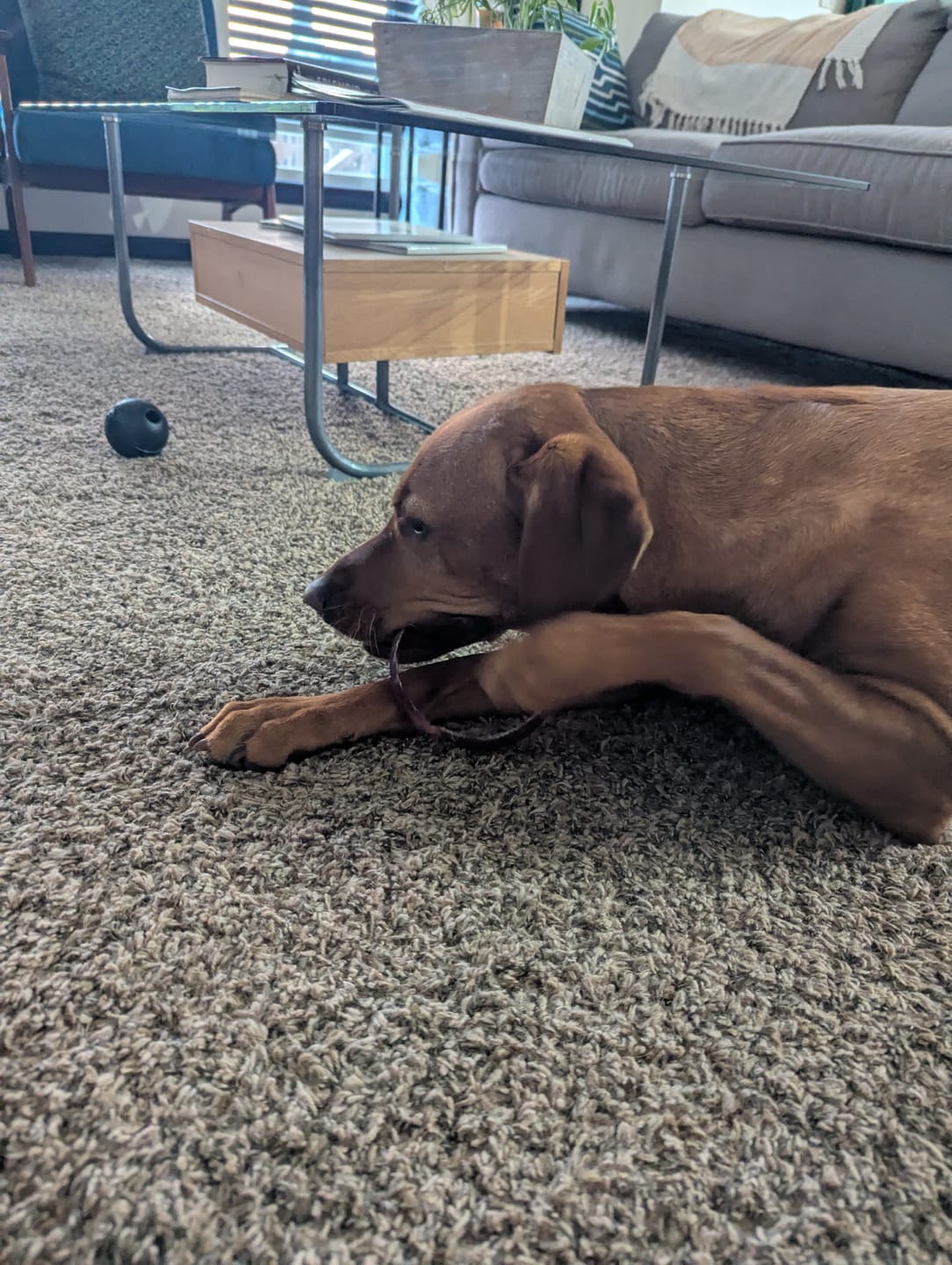 Customer photo review of Large Bully Stick Ring