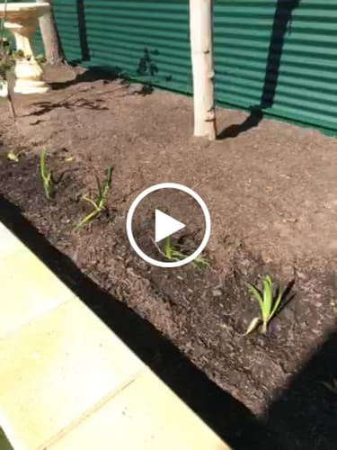 Customer video review of Agapanthus - Liliaceae - Agapanthaceae