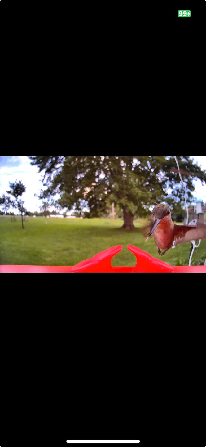 Customer photo review of Birdfy Hum Feeder - Hummingbird Feeder with Camera