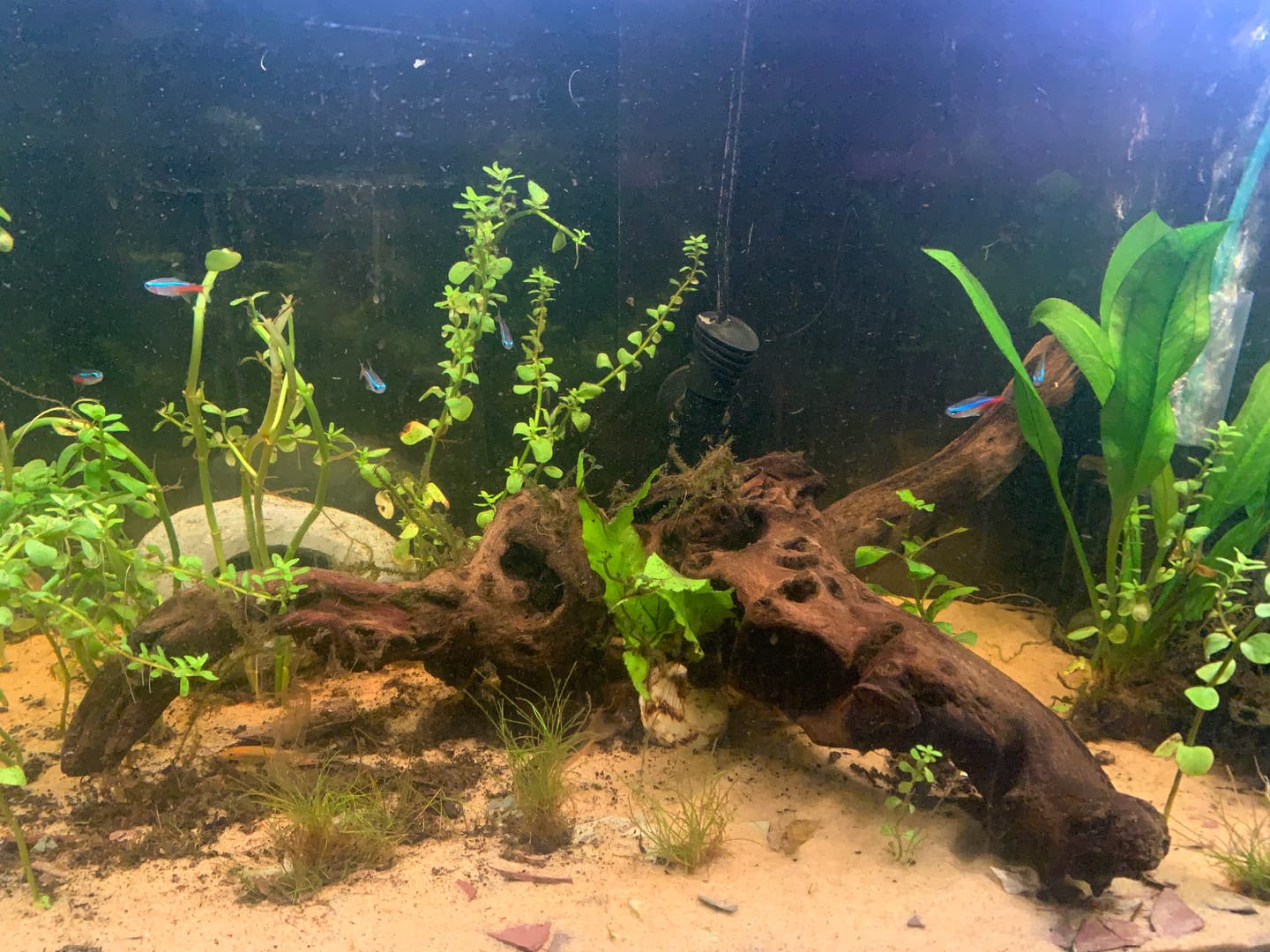 Customer photo review of Bacopa Monnieri 'Moneywort'