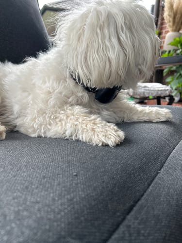 Customer photo review of Emmalove - Tierfreundliches Anti-Bell Halsband