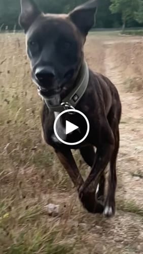 Izabela S. review of 3cm Slip on Collar | Foam Padded - Khaki image 1 out of 1