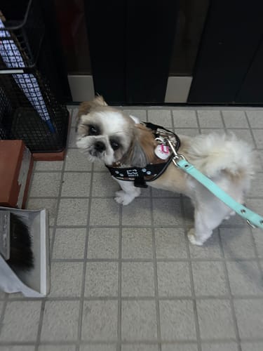 Customer photo review of FunFunPet 高機能ハーネス（お名前タグ作成サービス付き）