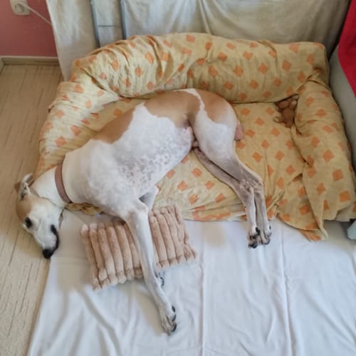 Customer photo review of PawNest - Prémium Plüss Kutyaágy