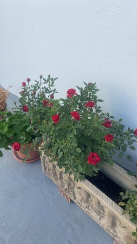 Customer photo review of FERTIBONO MásFlor - Fertilizante que Revive tus Plantas Verdes y Flores, Abono Liquido, [100%] Natural y Orgánico, 1L