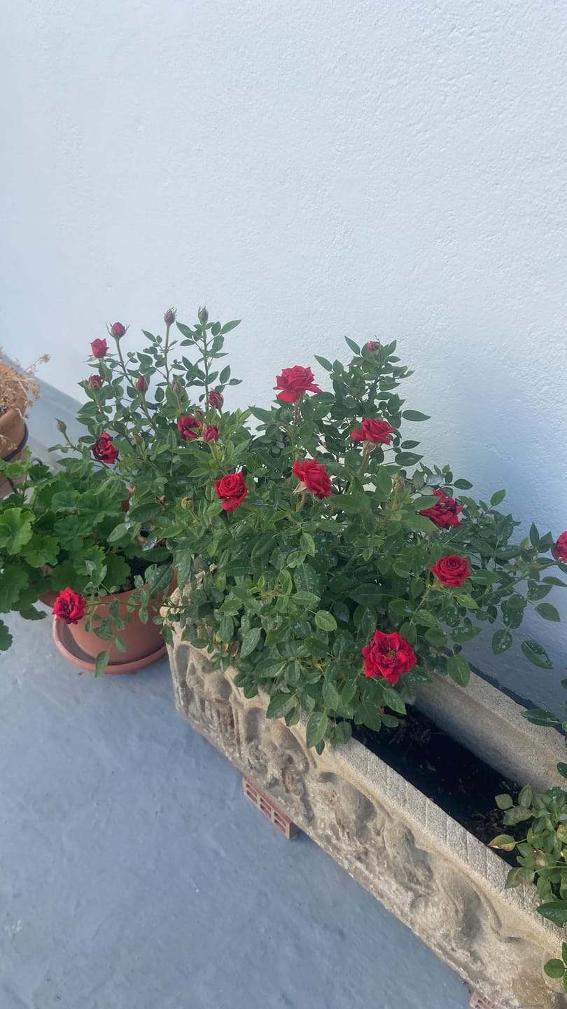 Customer photo review of FERTIBONO MásFlor - Fertilizante que Revive tus Plantas Verdes y Flores, Abono Liquido, [100%] Natural y Orgánico, 1L