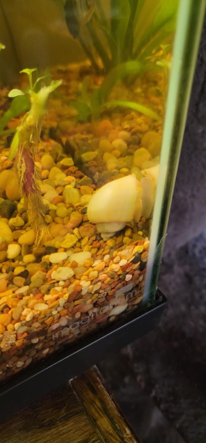 Customer photo review of Bacopa Monnieri 'Moneywort'