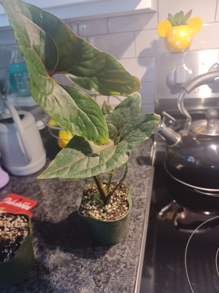 Customer photo review of Cyrtosperma johnstonii