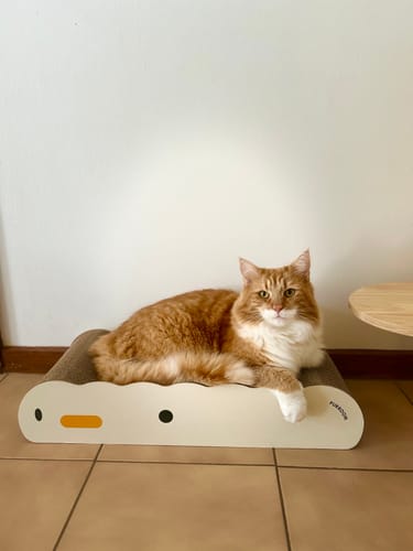 Customer photo review of Purroom Little Chicken Series- Wave Corrugated Cat Scratcher