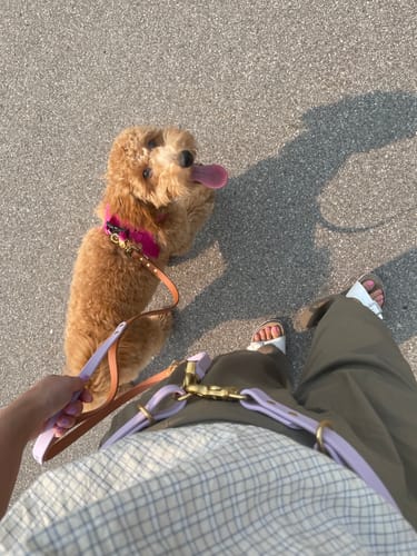 Customer photo review of Biothane Traffic Handle Dog Leash