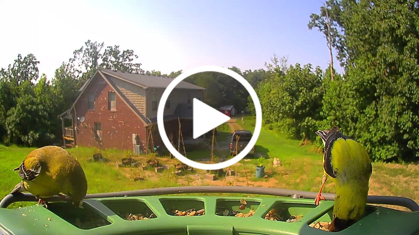 Customer video review of Birdfy Solar Panel (Type C) - Bird Feeder Camera Solar Panel