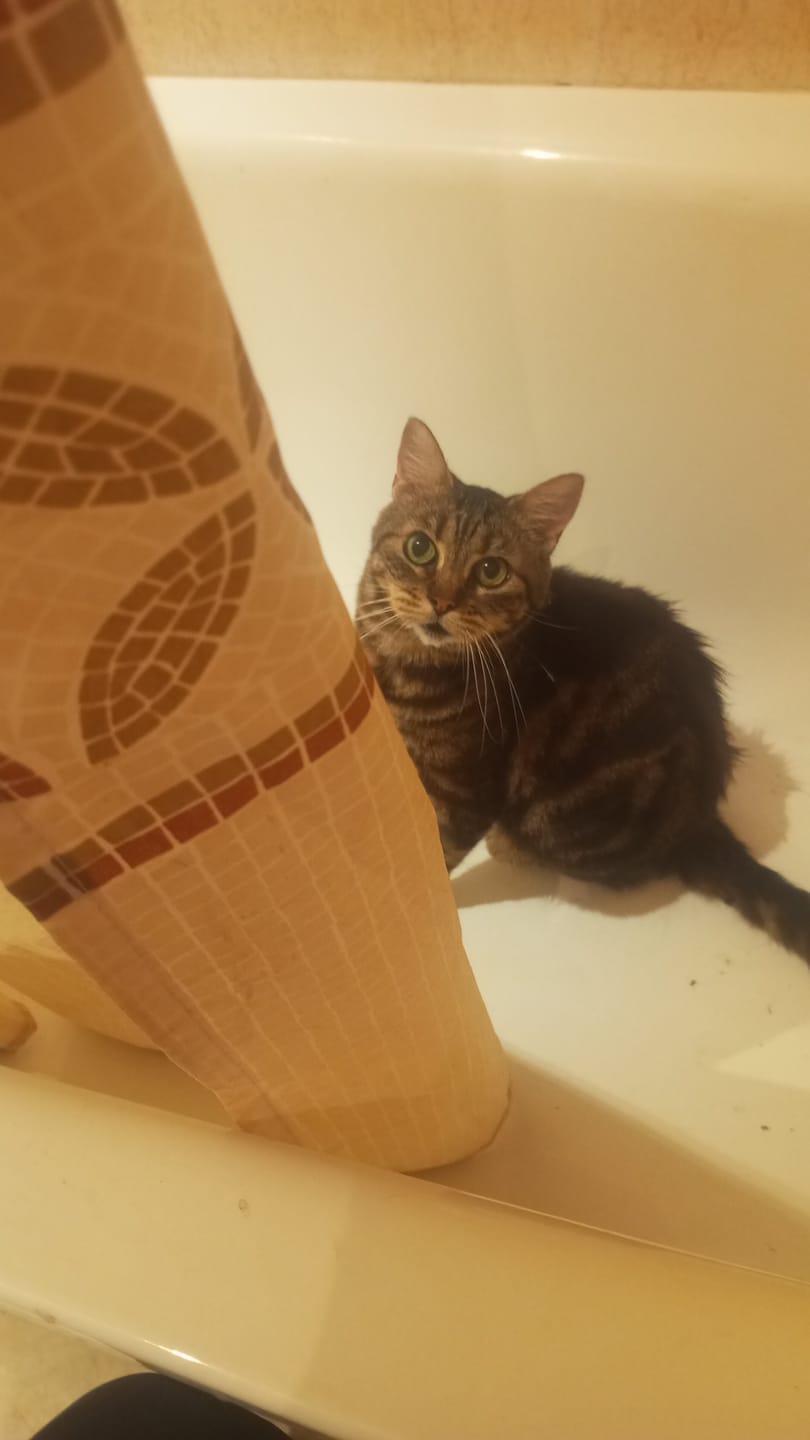 Customer photo review of Cat Adult