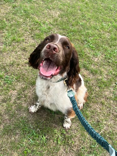 Customer photo review of Handsfree Lead - Walkies Ready® Forest Green