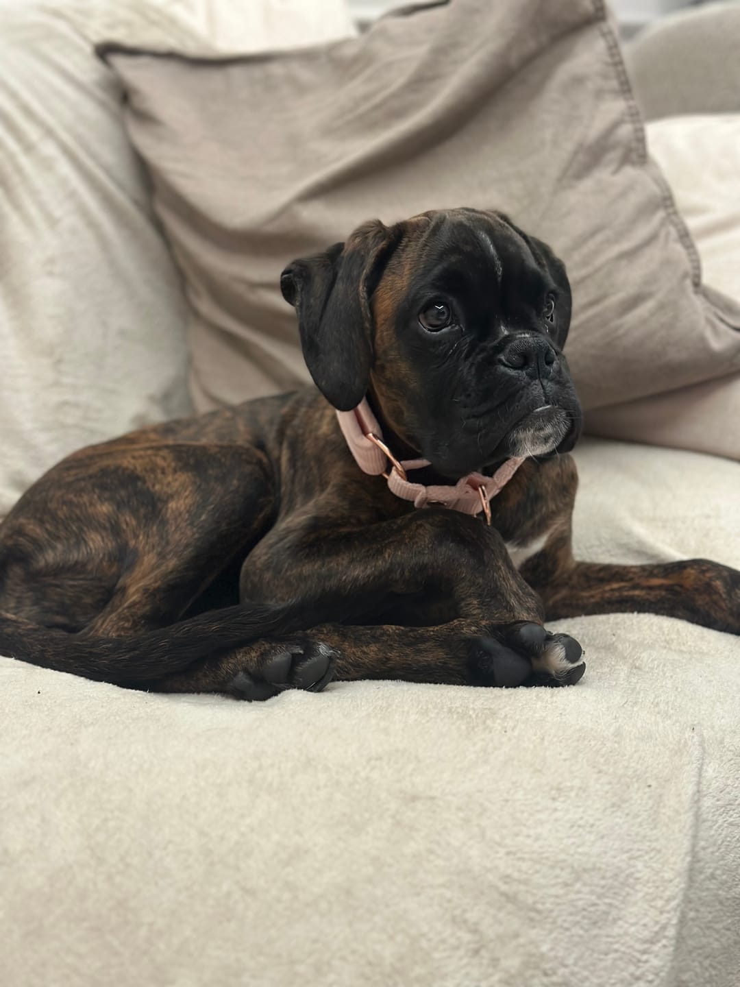 Customer photo review of Szeroka obroża półzaciskowa - Martingale Rose Edition Pastel Pink
