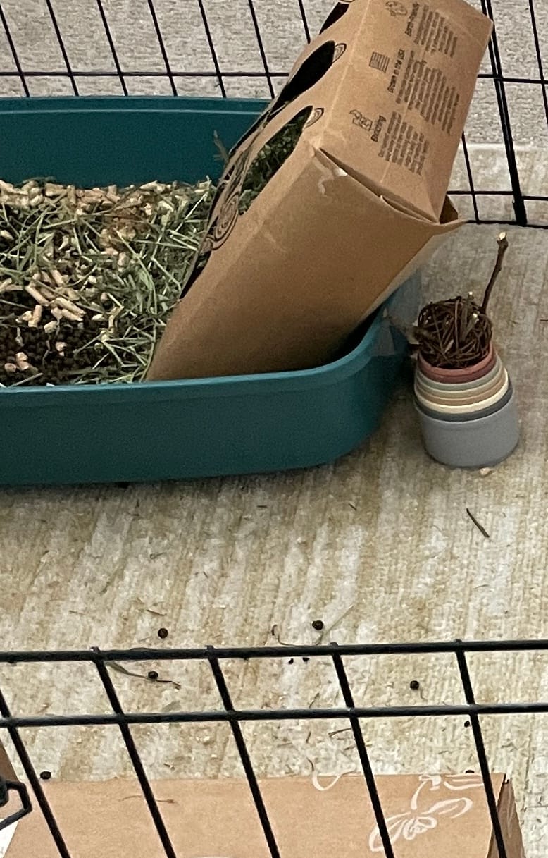Customer photo review of Subscription - BunnyDad Timothy Hay Pod for Rabbits (5 Pack)