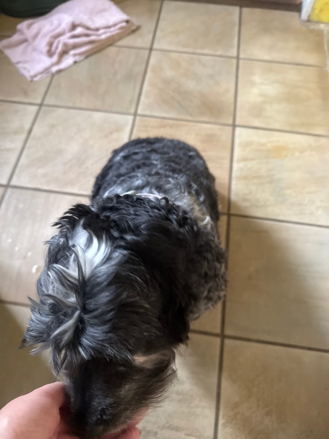 Customer photo review of Total Urinary Care Treats for Dogs
