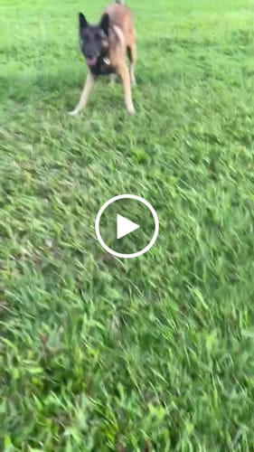 Customer video review of Herding Ball Covers- Cover + Nylon Bag (Only)