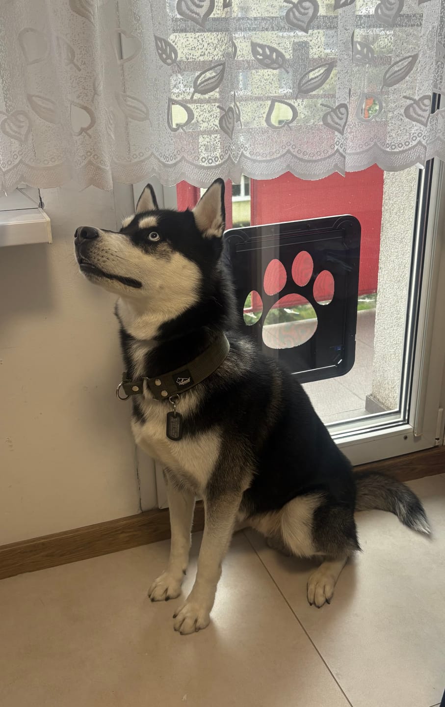 Customer photo review of Szeroka obroża półzaciskowa - Martingale Khaki