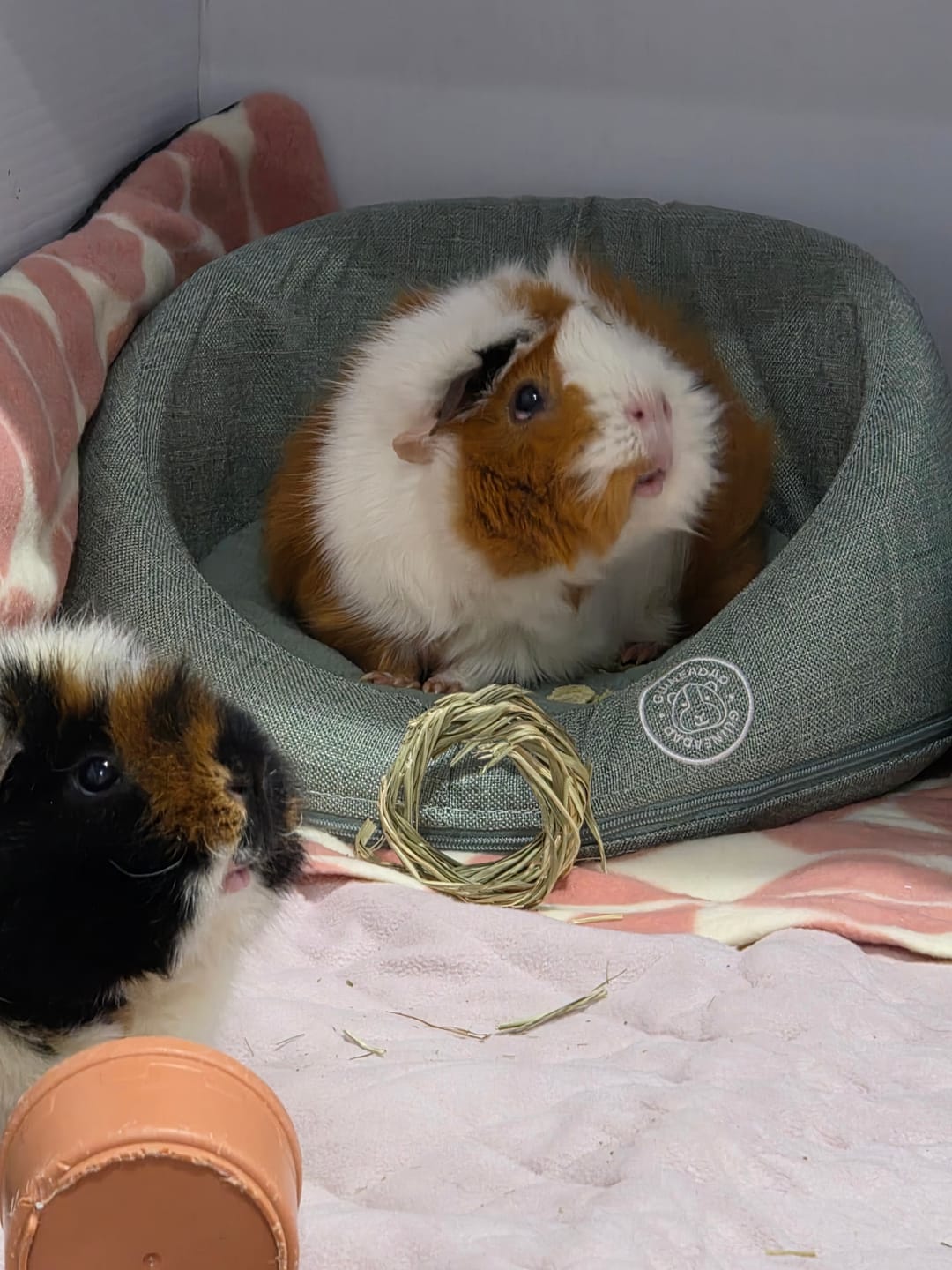 Customer photo review of GuineaDad Comfy Couch Memory Foam Sofa