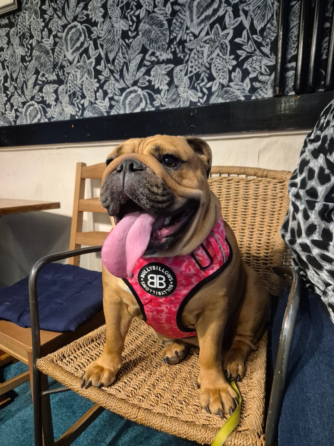 Customer photo review of Comfort Premium Harness | Non Restrictive - Bubblegum