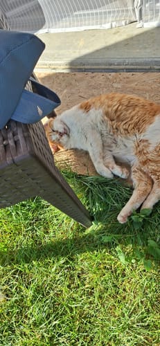 Avis photo d'un client sur Probiotiques Chat - Flore Digestive