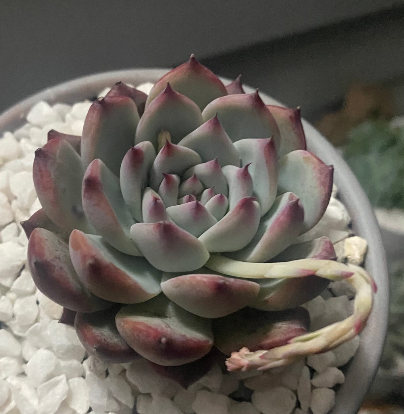 Customer photo review of Echeveria colorata f. lindsayana