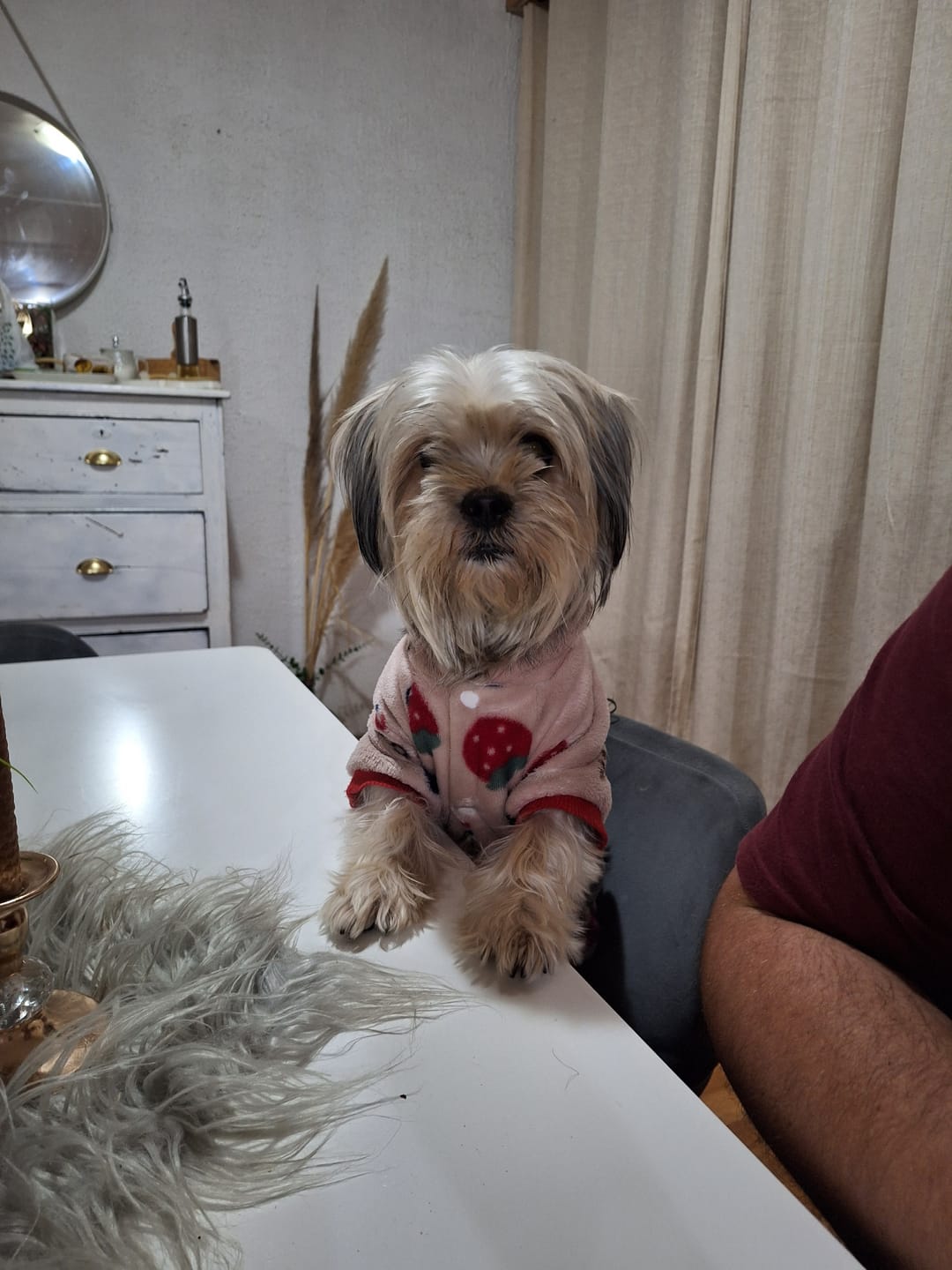 Customer photo review of Alimento Perro Adulto Toda Raza Proteína Insectos (Copia SM)