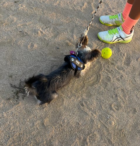 Customer photo review of FunFunPet 高機能ハーネス（お名前タグ作成サービス付き）