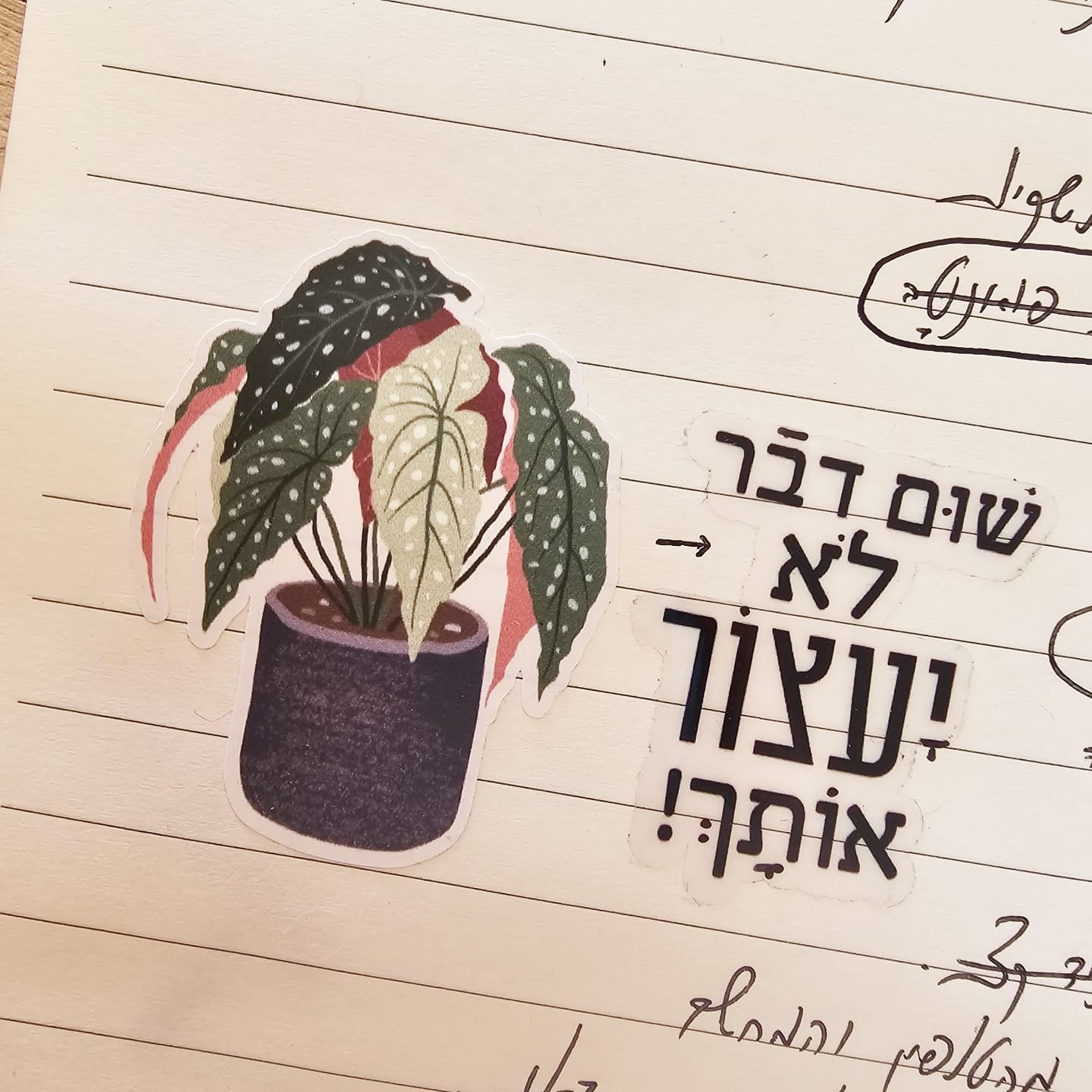 Customer photo review of עציצים וצמחי בית