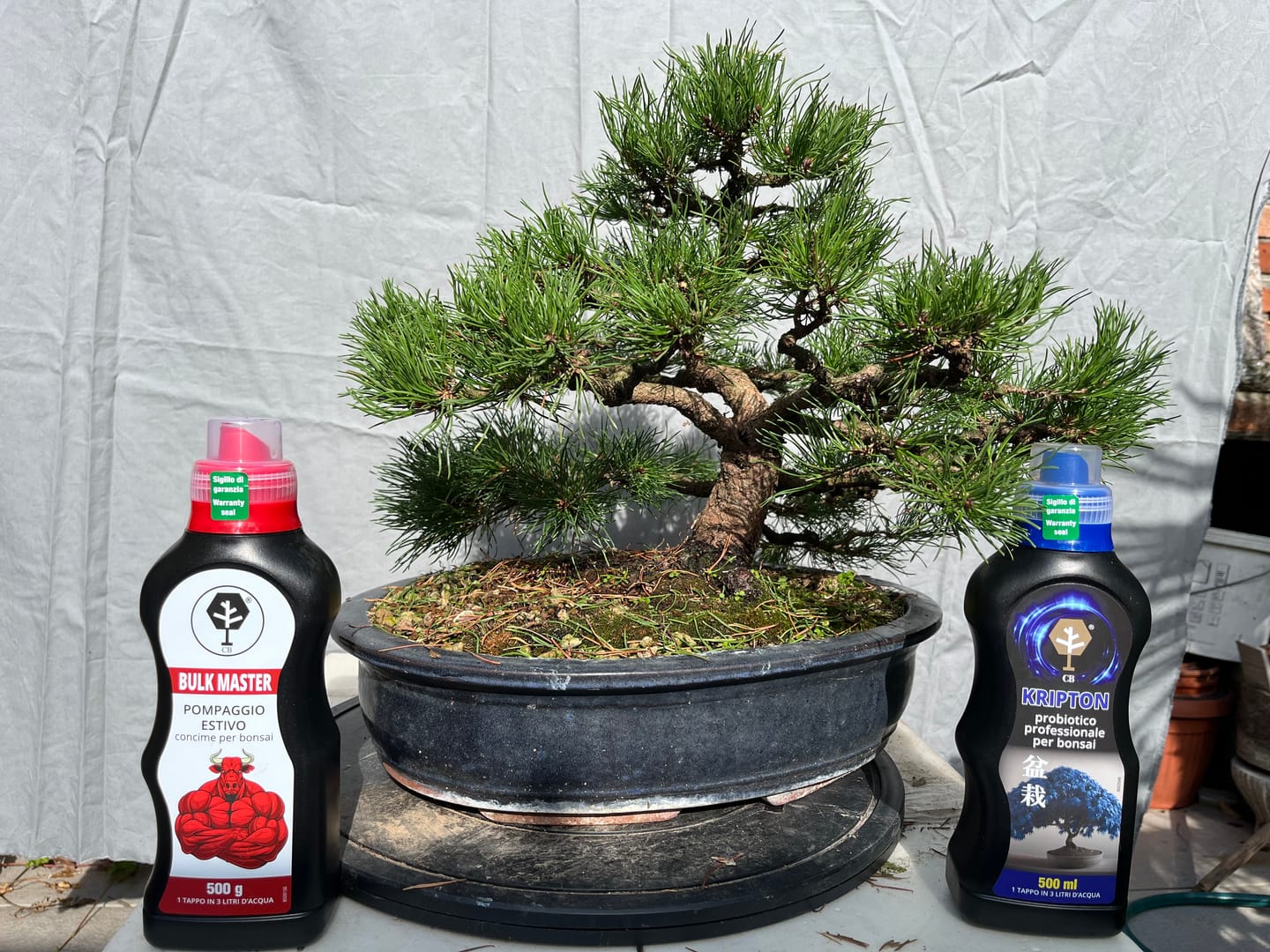 Customer photo review of KRIPTON CB® (Probiotico professionale per bonsai)
