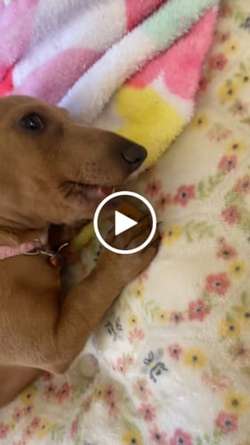 Customer video review of Blueberry Yak Chews