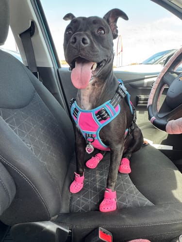 Customer photo review of WagWellies® Mojave