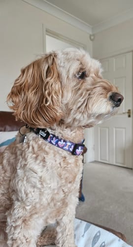 Customer photo review of Collar - Pawtune Teller