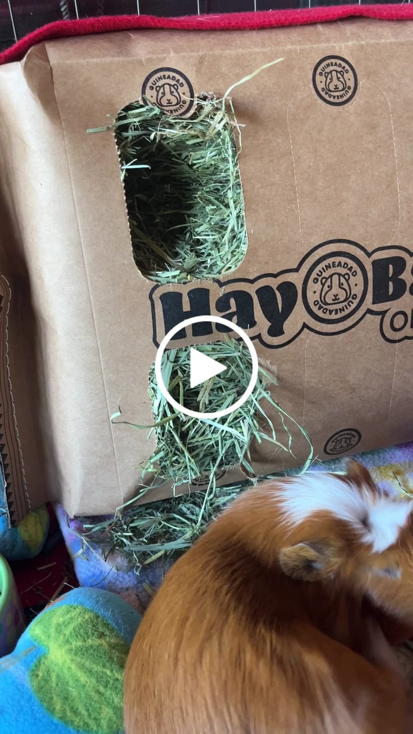 Customer video review of GuineaDad Orchard Hay Bar for Guinea Pigs (5 Pack)