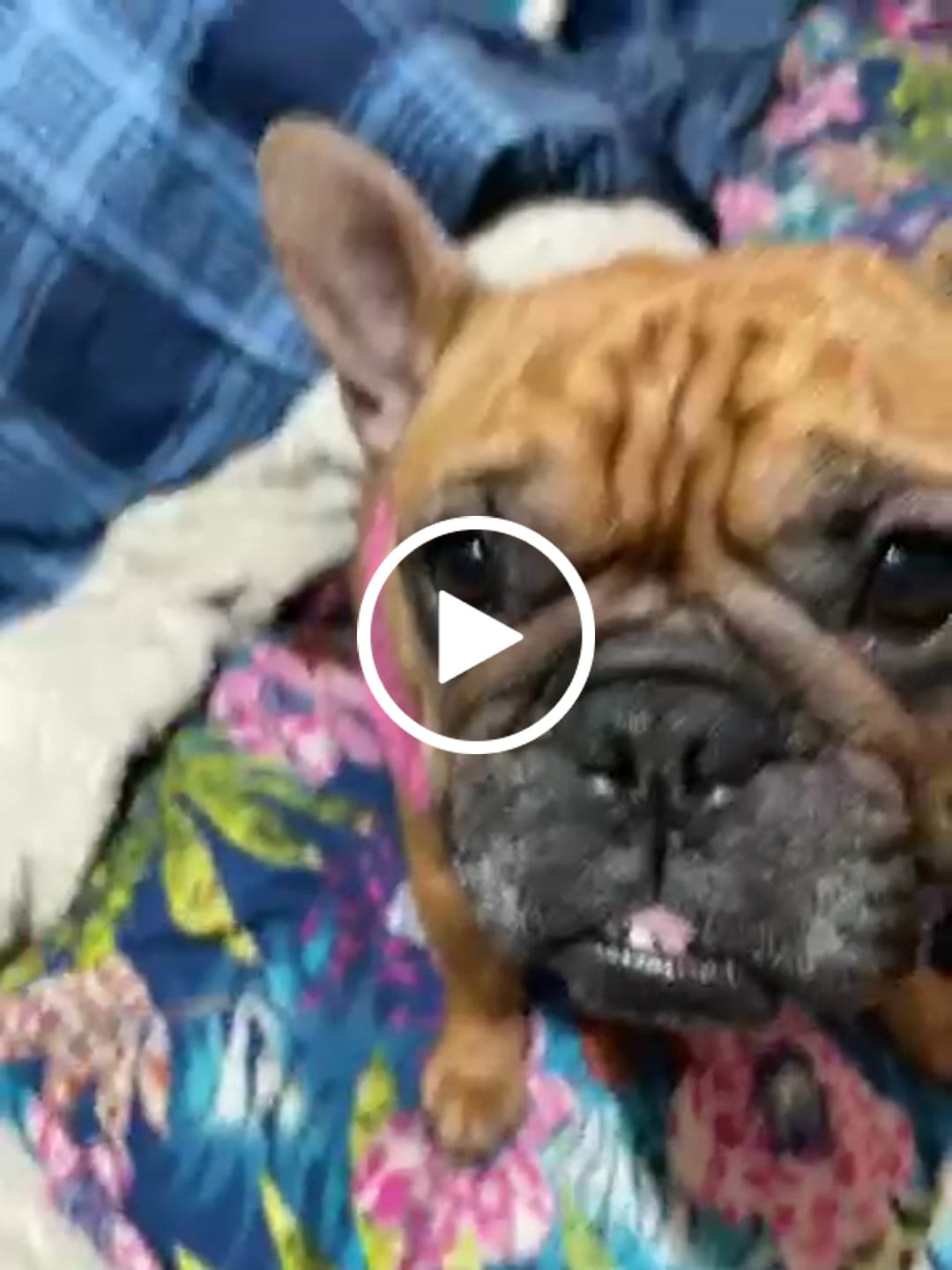 Customer video review of Alimento Perro Adulto Toda Raza Proteína Insectos (Copia SM)