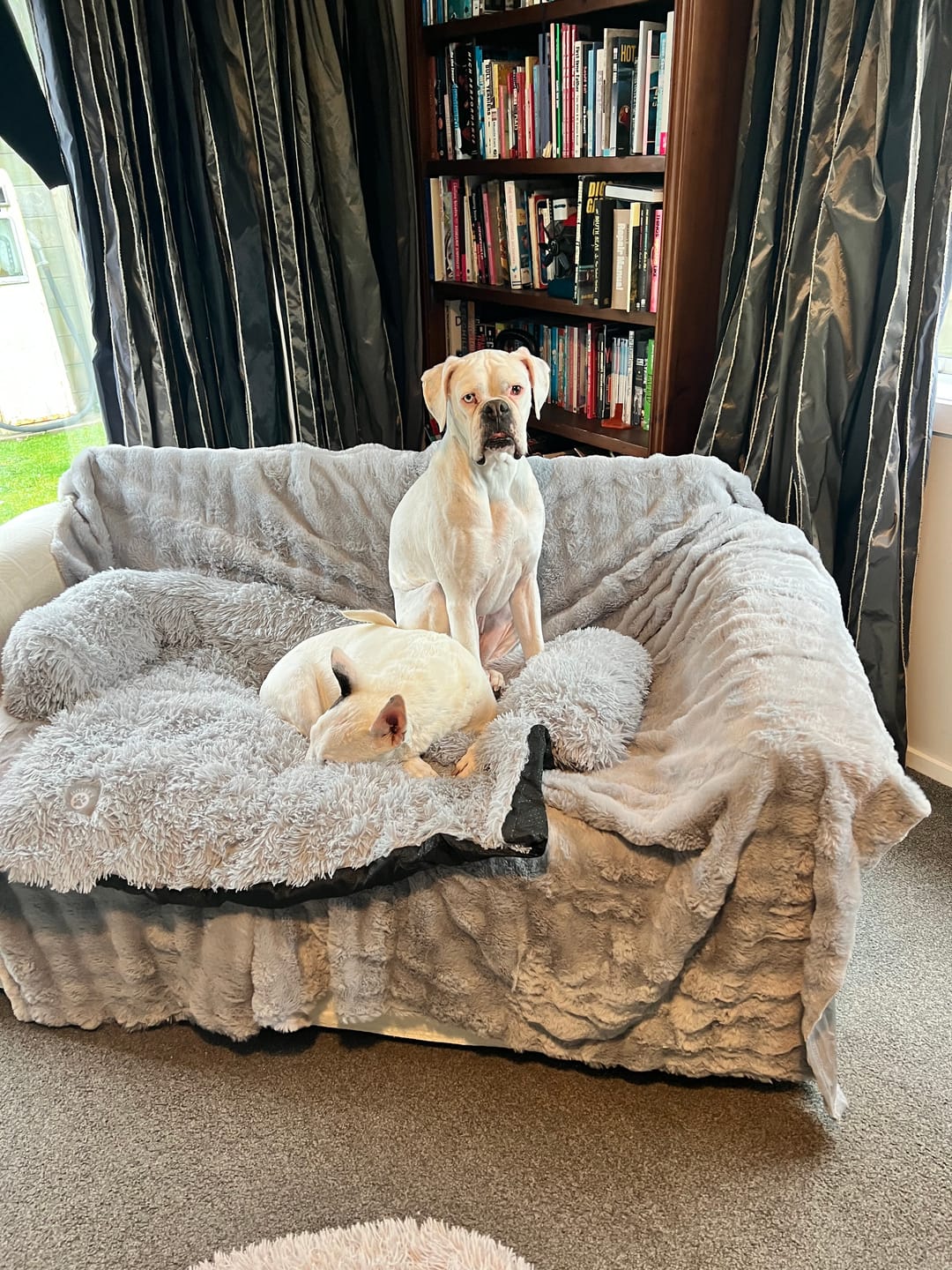 Customer photo review of Calming Couch Bed