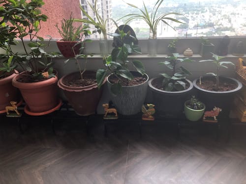 Customer photo review of United Crafts Ruged Metal Stands for Pots/Gamla