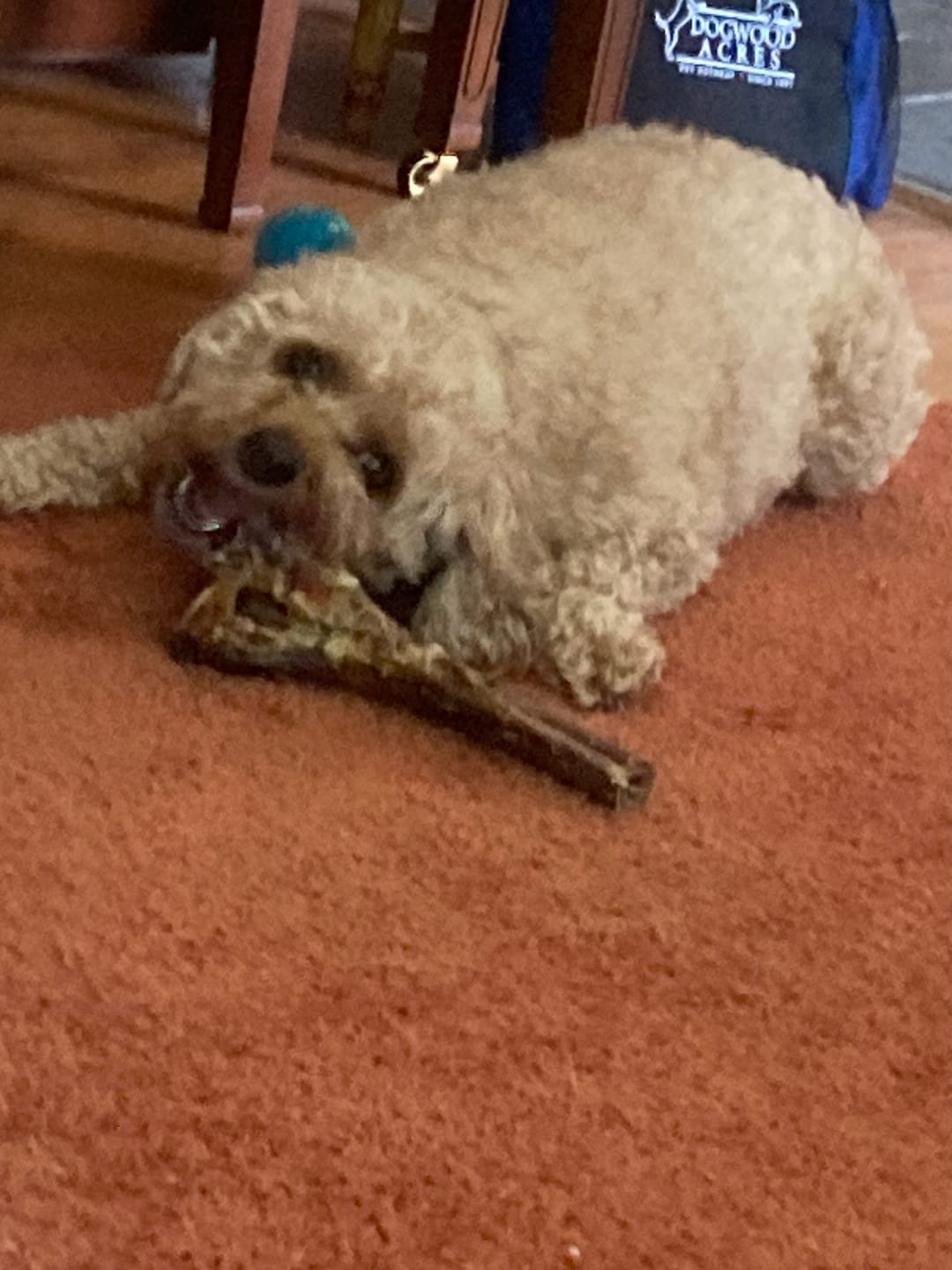 Customer photo review of Ostrich Shaft Bones (11" x 2"): The Long-Lasting, Flavorful Chew for Medium to Large Dogs