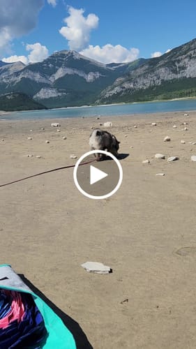 Customer video review of Biothane Long Line with Detachable Handle