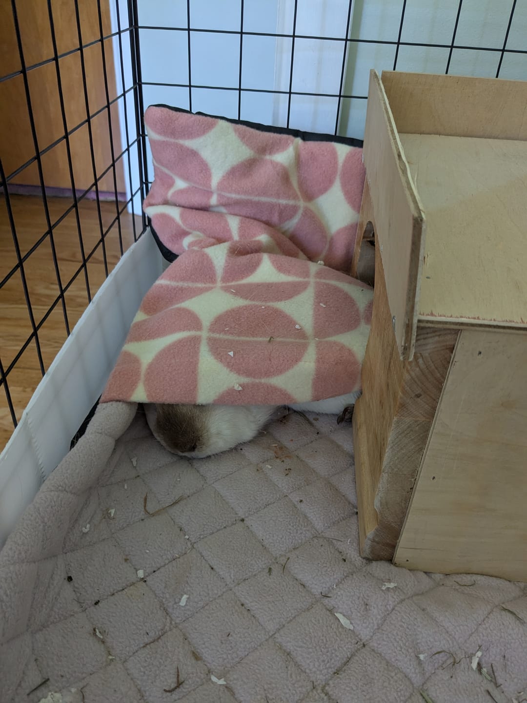 Customer photo review of GuineaDad Premium Liner For Small Animal Cages