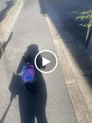 undefined review of Chilltech™ Dog Cooling Vests image 1 out of 1